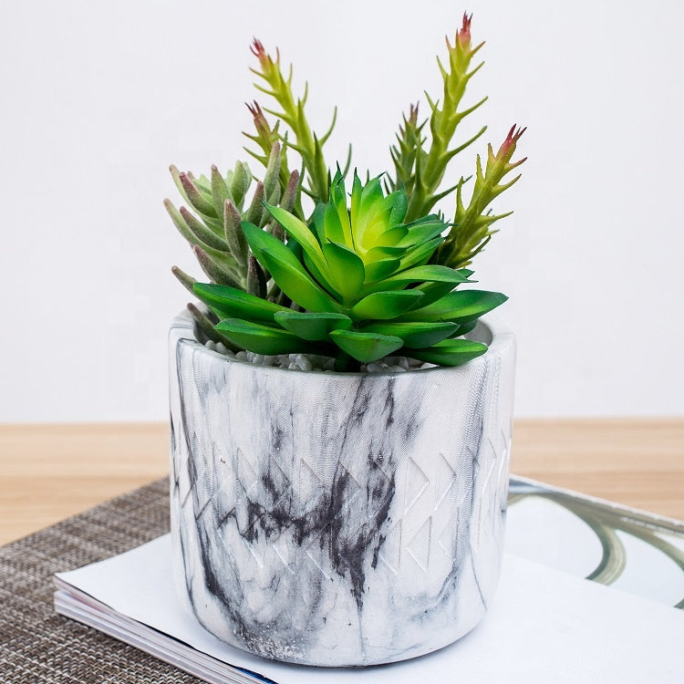 succulent plant in cement flowerpot