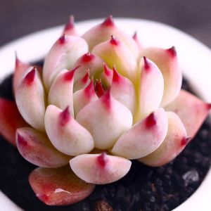 t Haze Face Mouth P¥