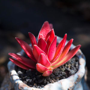 t Haze Face Mouth P¥